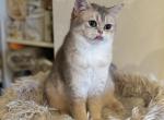 Katia - British Shorthair Cat For Sale - San Mateo&comma; CA&comma; US
