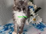 Black smoke and white boy button nose - Maine Coon Cat For Sale - Fort Worth&comma; TX&comma; US