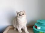 Donut - British Shorthair Cat For Sale - Staten Island&comma; NY&comma; US