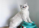 oliver - British Shorthair Cat For Sale - Staten Island&comma; NY&comma; US