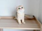 Cotton candy - British Shorthair Cat For Sale - Staten Island&comma; NY&comma; US