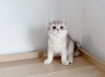 Harshbrown - British Shorthair Cat For Sale - Staten Island&comma; NY&comma; US