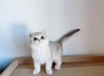 latte - British Shorthair Cat For Sale - Staten Island&comma; NY&comma; US