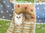 Rosebell - Minuet Cat For Sale - Staten Island&comma; NY&comma; US