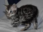 Ruby - Bengal Cat For Sale - CO&comma; US