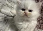 Martin - Persian Cat For Sale - Syracuse&comma; NY&comma; US