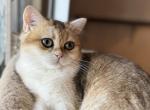 Daria - British Shorthair Kitten For Sale - San Mateo&comma; CA&comma; US