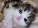 New litter - Scottish Fold Cat For Sale - Staten Island&comma; NY&comma; US