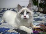 Augusta - Ragdoll Cat For Sale - Tuscaloosa&comma; AL&comma; US