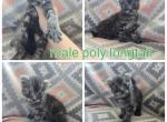 Black smoke male highlander - Highlander Cat For Sale - Frenchtown&comma; MI&comma; US