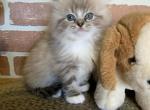 Ragdoll female kitten - Ragdoll Cat For Sale - East Earl&comma; PA&comma; US