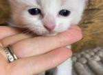 Meowy - Ragdoll Cat For Sale - Glens Falls&comma; NY&comma; US