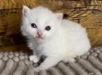 Pearl - Ragdoll Cat For Sale - Glens Falls&comma; NY&comma; US