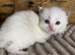 Sky - Ragdoll Cat For Sale - Glens Falls&comma; NY&comma; US