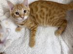 Bengal mix kitten Male 2 - Bengal Cat For Sale - Beach Park&comma; IL&comma; US