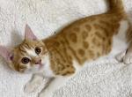 Bengal Mix kitten Male 1 - Bengal Cat For Sale - Beach Park&comma; IL&comma; US