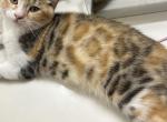 Bengal Mix kitten Female - Bengal Cat For Sale - Beach Park&comma; IL&comma; US