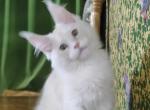 Romka - Maine Coon Cat For Sale - Grayslake&comma; IL&comma; US