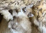 Longhair kittens for rehoming - American Bobtail Cat For Sale - Agawam&comma; MA&comma; US