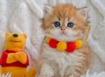 Wink - British Shorthair Cat For Sale - Hollywood&comma; FL&comma; US