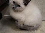Blue Point Ragdoll Siamese - Ragdoll Cat For Sale - Eau Claire&comma; WI&comma; US