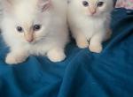 2 Flame Point RagdollSiamese Brothers - Ragdoll Cat For Sale - Eau Claire&comma; WI&comma; US