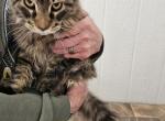 Sam - Maine Coon Cat For Sale - PA&comma; US