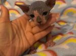 Bicolor male - Sphynx Cat For Sale - Ewing&comma; NJ&comma; US