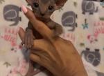 Blue Gray Female 1 - Sphynx Cat For Sale - Ewing&comma; NJ&comma; US