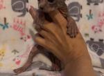Blue Gray Female 2 - Sphynx Cat For Sale - Ewing&comma; NJ&comma; US