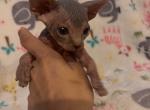 Blue Gray Female 3 - Sphynx Cat For Sale - Ewing&comma; NJ&comma; US