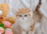 Wibi golden marble chinchilla british shorthair - British Shorthair Cat For Sale - Houston&comma; TX&comma; US