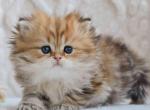 Wally golden marble longhair little tiger BLH - Persian Cat For Sale - Houston&comma; TX&comma; US