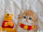 Little muffin Wink golden tabby chinchilla BLH - Persian Cat For Sale - Houston&comma; TX&comma; US