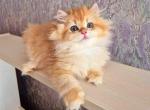 Malvina choco golden rare by 12 chinchilla british - Persian Cat For Sale - Houston&comma; TX&comma; US