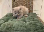 Parker plushy teddy bear lilac british shorthair - British Shorthair Cat For Sale - Houston&comma; TX&comma; US
