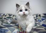 Beatrix - Ragdoll Cat For Sale - Tuscaloosa&comma; AL&comma; US
