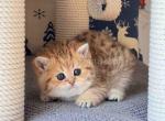 She looks like a chunky cheetah Sashka - Scottish Straight Cat For Sale - Houston&comma; TX&comma; US
