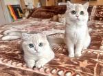 Mishka blue golden shell ay 12 british chinchilla - British Shorthair Cat For Sale - Houston&comma; TX&comma; US