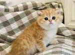 He looks like a chunky cheetah baby boy Som - Scottish Straight Cat For Sale - Houston&comma; TX&comma; US