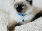 Traditional Seal point - Ragdoll Cat For Sale - Cookeville&comma; TN&comma; US