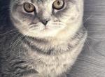 Lovely - Scottish Fold Cat For Sale - Brooklyn&comma; NY&comma; US