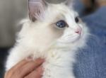 Yang - Ragdoll Cat For Sale - Pembroke Pines&comma; FL&comma; US