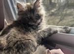 B litter of CFA Pedigreed Maine Coon Kittens - Maine Coon Cat For Sale - St&period; Louis&comma; MO&comma; US