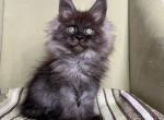 Keller Polydactyl - Maine Coon Cat For Sale - Grayslake&comma; IL&comma; US