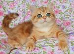 Barni - British Shorthair Cat For Sale - Hollywood&comma; FL&comma; US