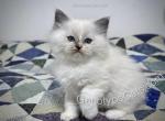 Arsenius - Ragdoll Cat For Sale - Tuscaloosa&comma; AL&comma; US