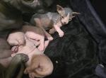 Tokyo X Link 2 males left - Sphynx Cat For Sale - Longmont&comma; CO&comma; US