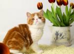 Marsel - Exotic Cat For Sale - Pembroke Pines&comma; FL&comma; US