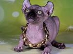 Marvel - Sphynx Cat For Sale - Pembroke Pines&comma; FL&comma; US